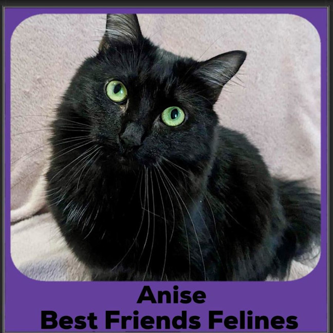 Photo of Anise 