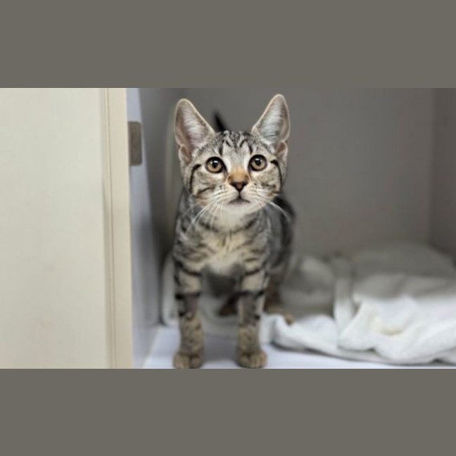 Photo of Blink