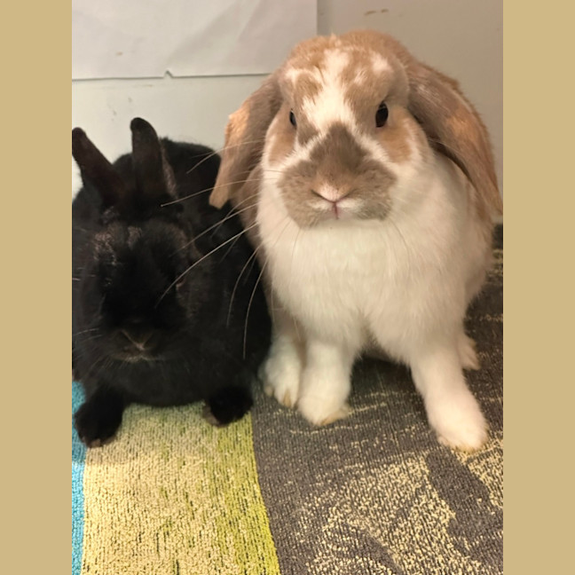 Photo of Lola & Mitsy