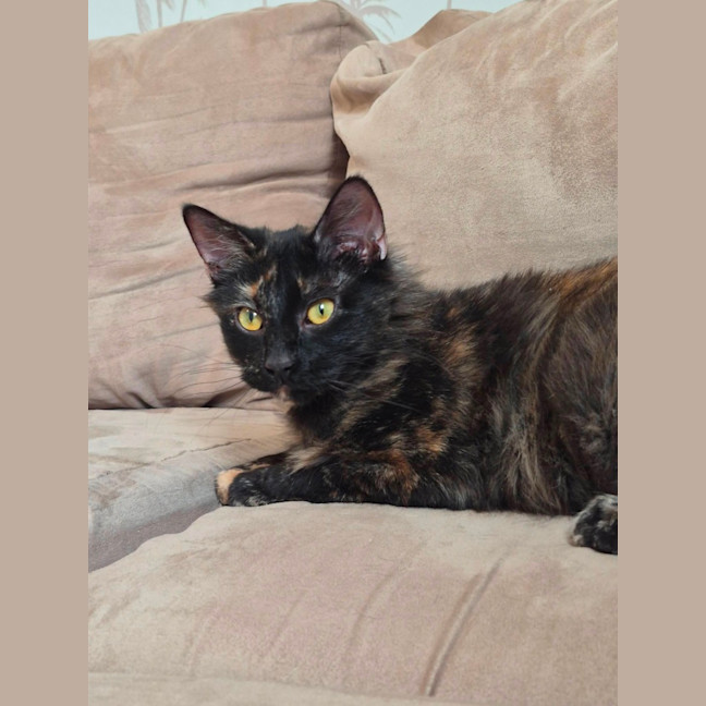 Photo of Brioche