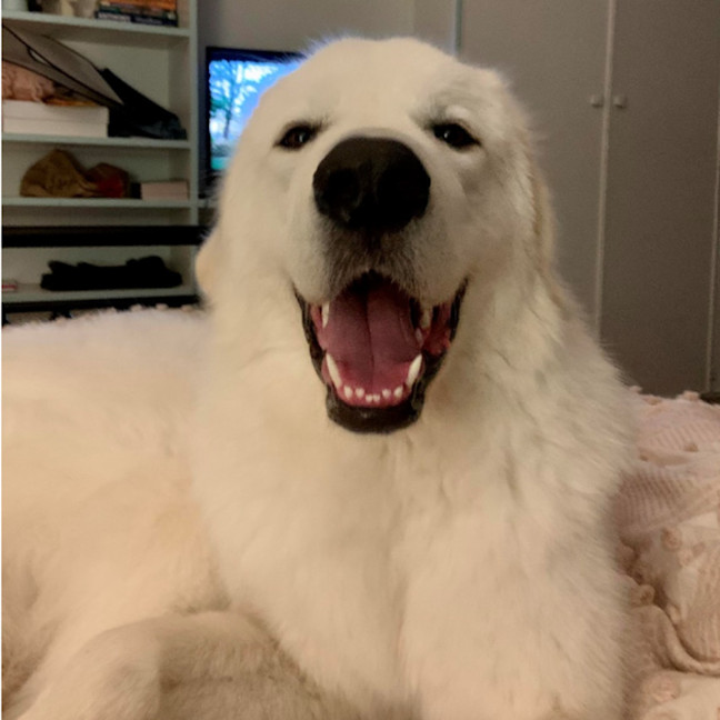 Photo of Ollie