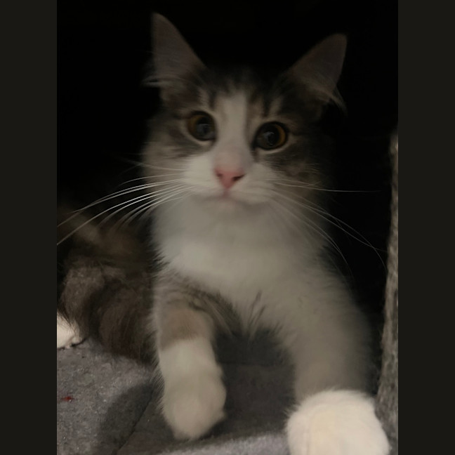 Photo of Pebbles