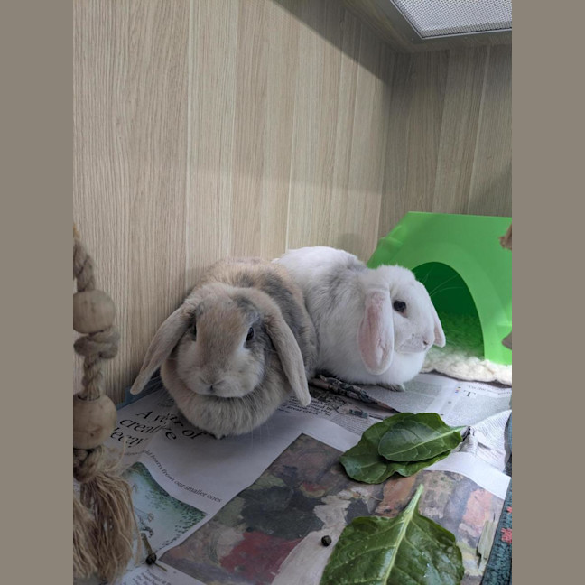 Photo of 🫕 Fondue 6962 🫕