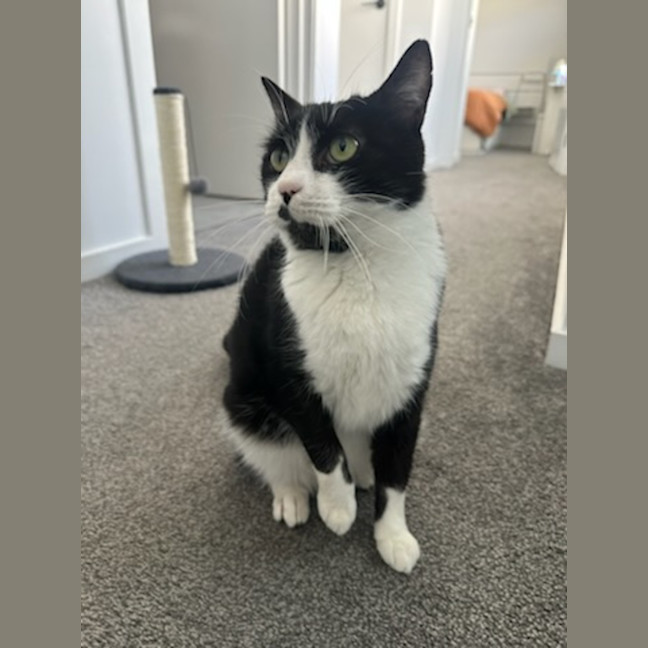 Photo of Misty