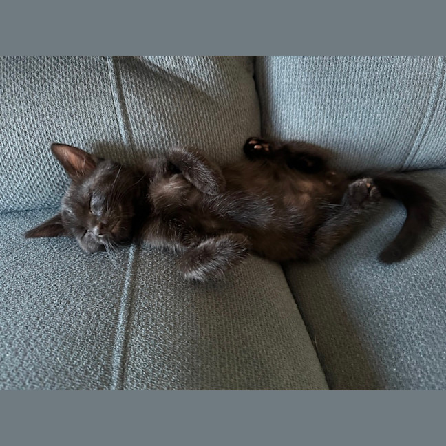 Photo of Pumpkin