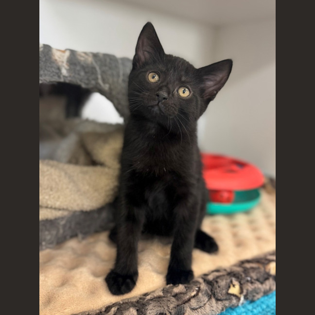 Photo of Humphrey