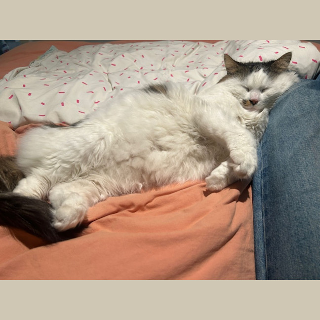 Photo of Archie