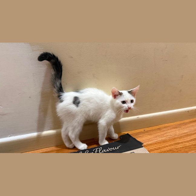Photo of Coconut