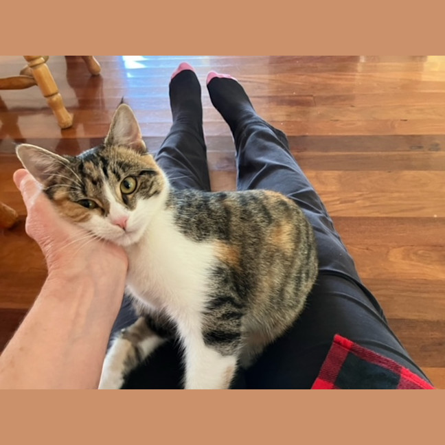 Photo of Poppet