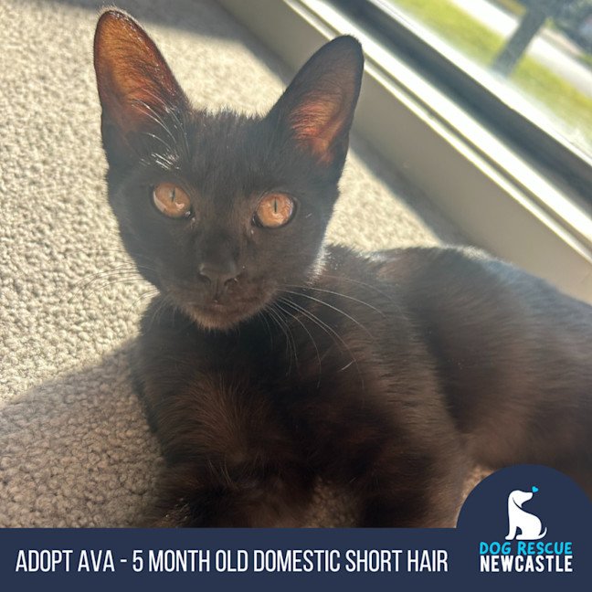 Photo of Ava   4 Month Old Domestic Short Hair