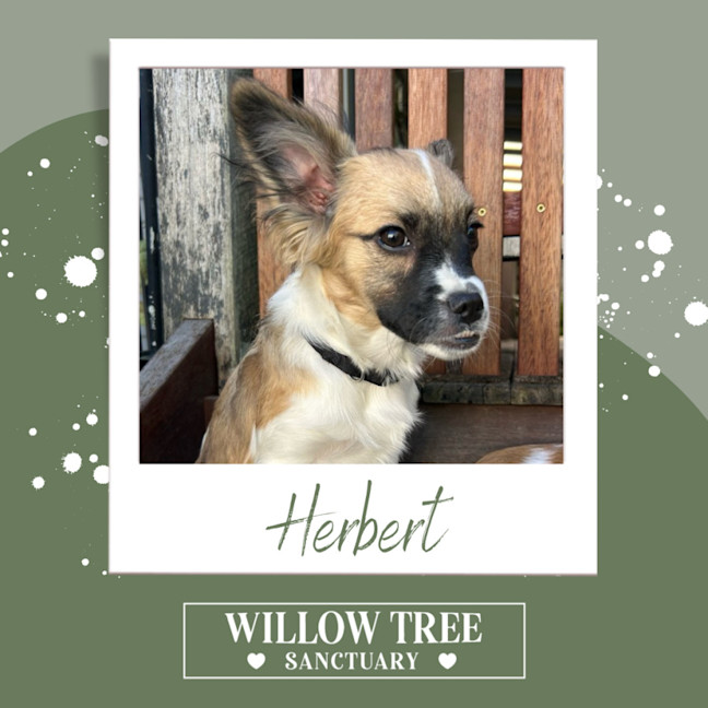 Photo of Herbert