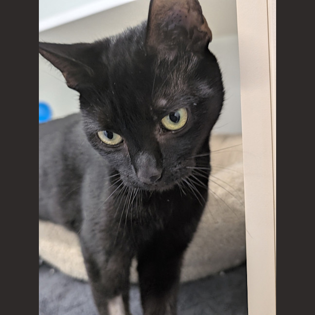 Photo of Shadow