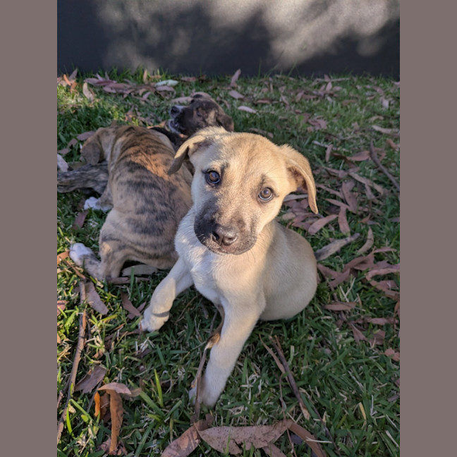 Photo of Dusky