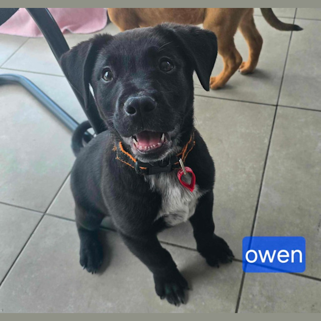 Photo of Owen