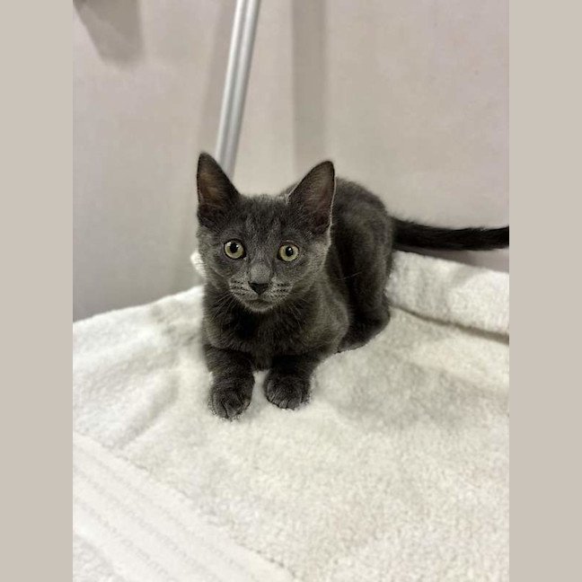 Photo of Misty
