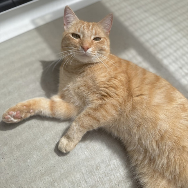 Photo of Oscar