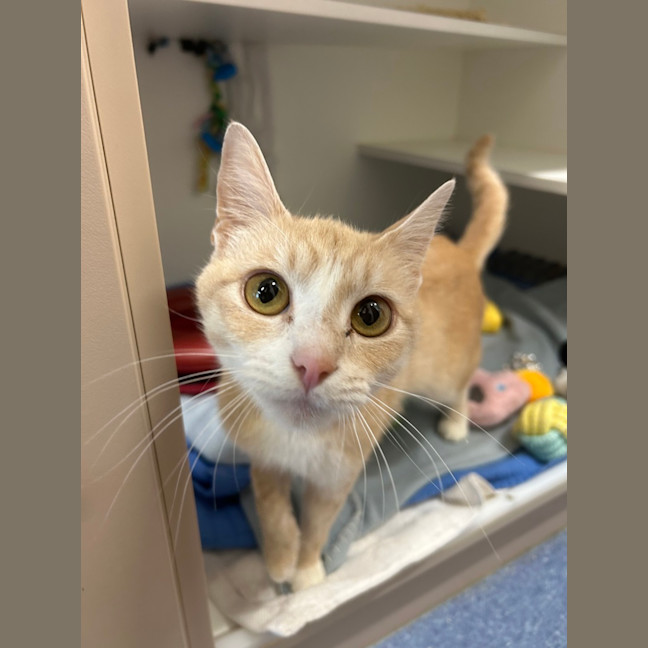 Photo of Tigger