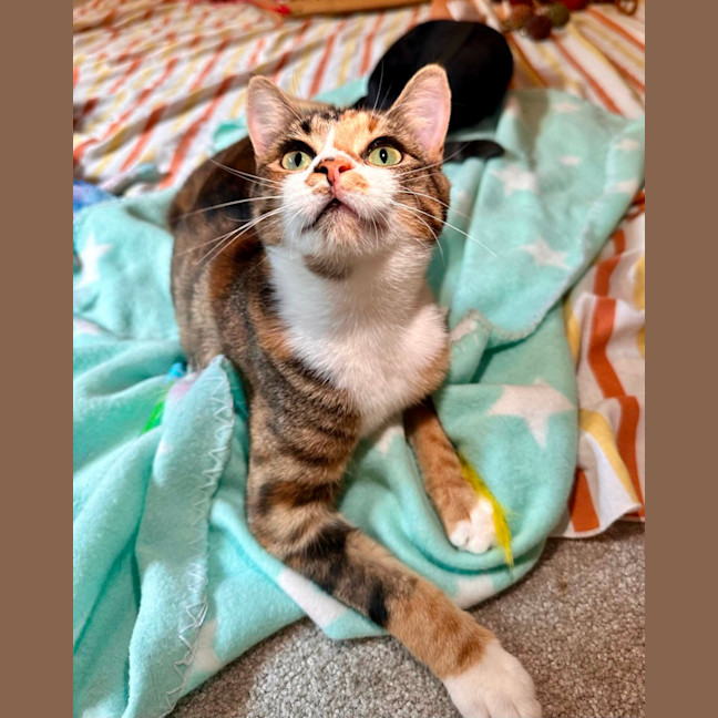 Photo of Moe   Located In Brunswick West