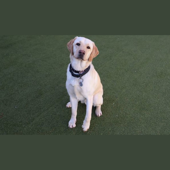 Photo of Buddy