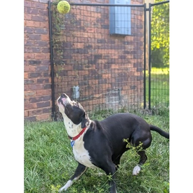 Photo of Roxy *$250 Adoption Fee*