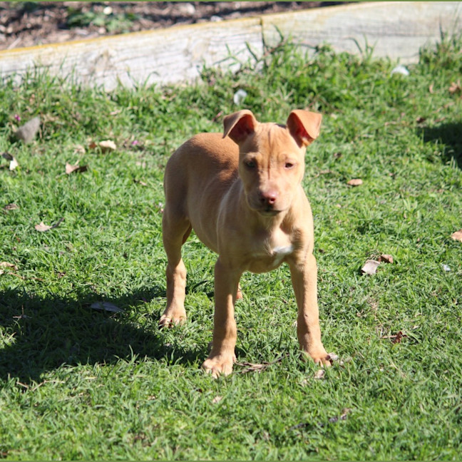 Photo of Dottie