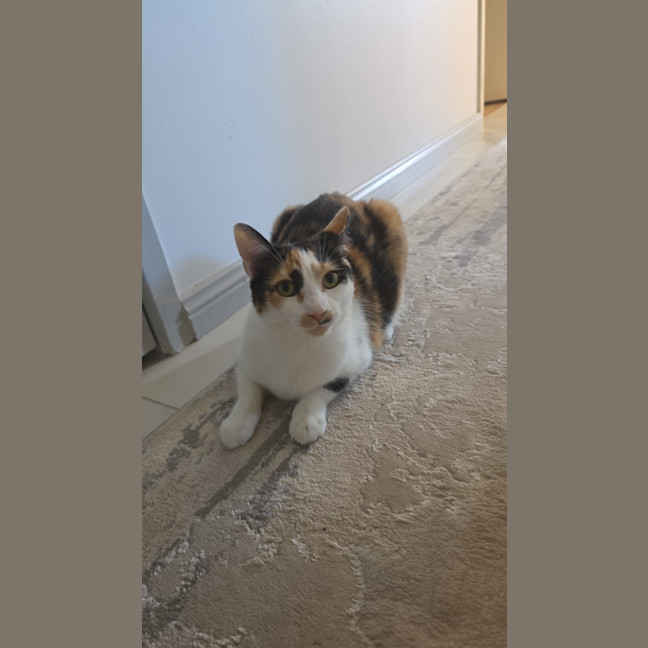 Photo of Mia Calico