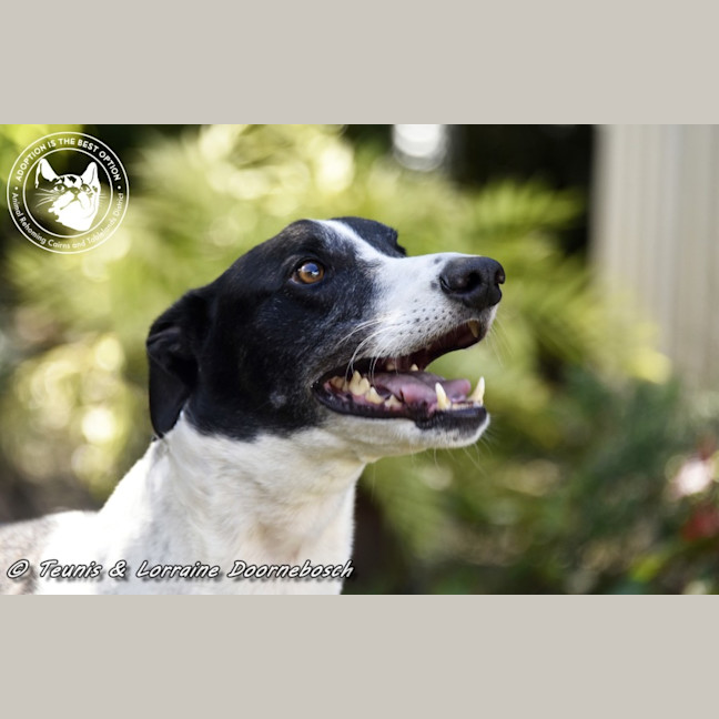 Photo of Ranger (Apache Malt)
