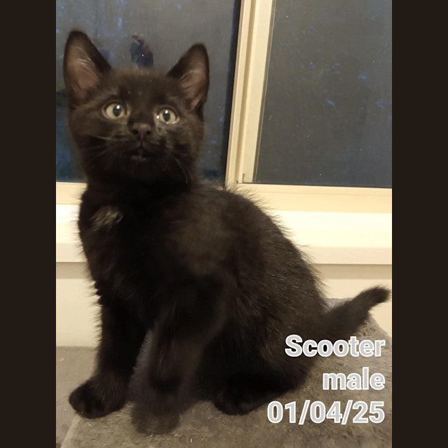 Photo of Scooter