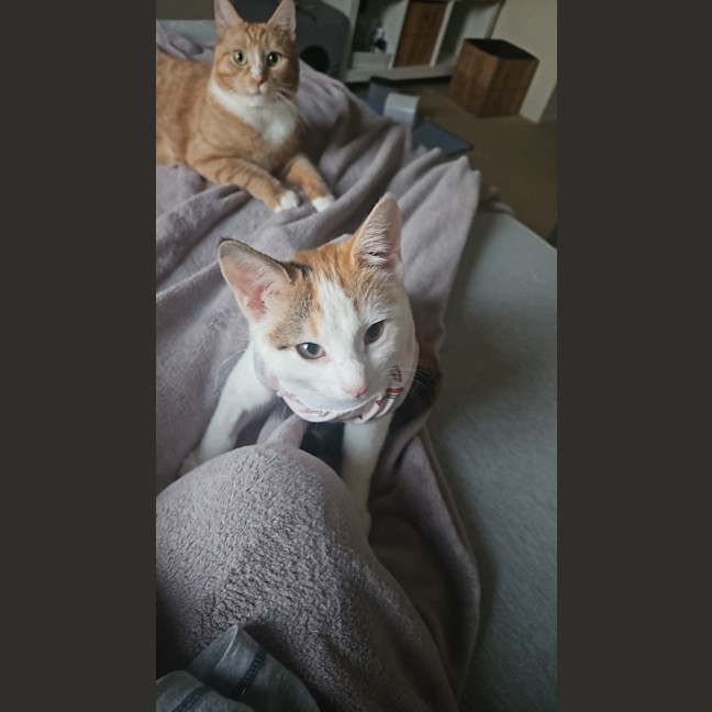 Photo of Peanuts