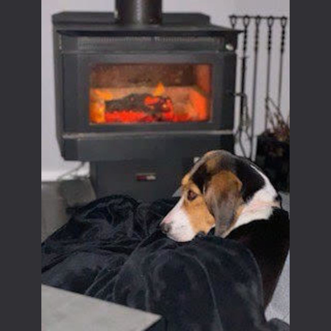 Photo of Daisy   Assisted Rehome 