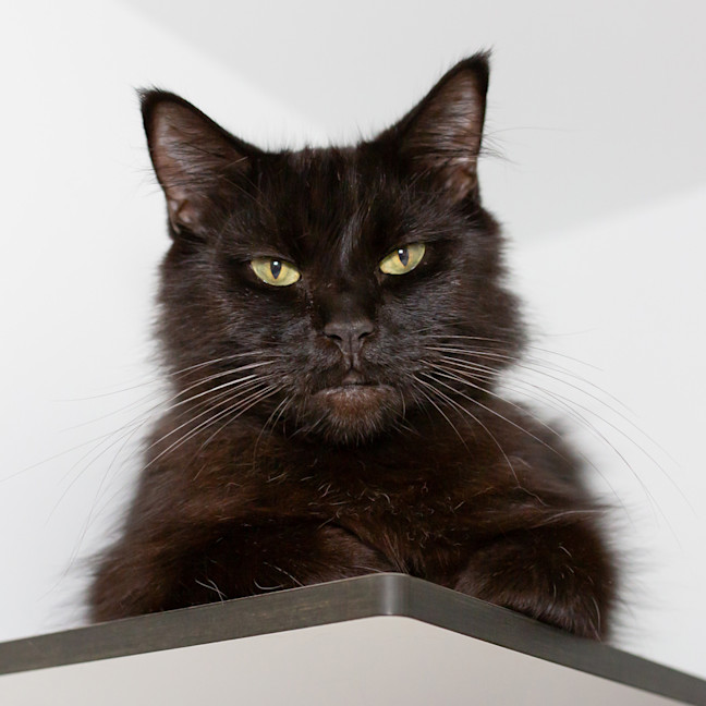 Photo of Pepper