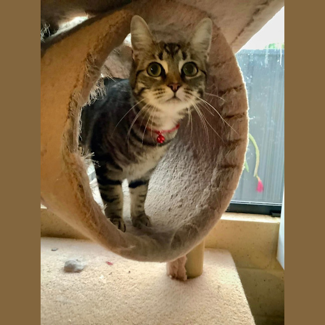 Photo of Luna