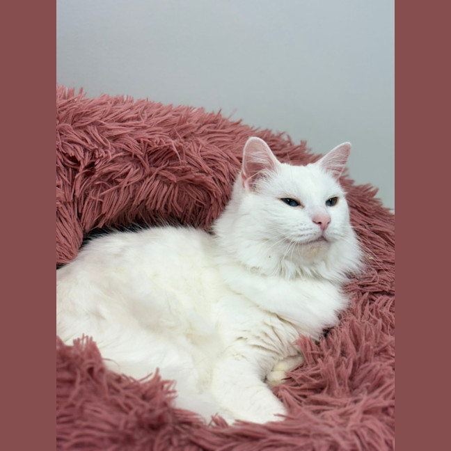 Photo of Princess