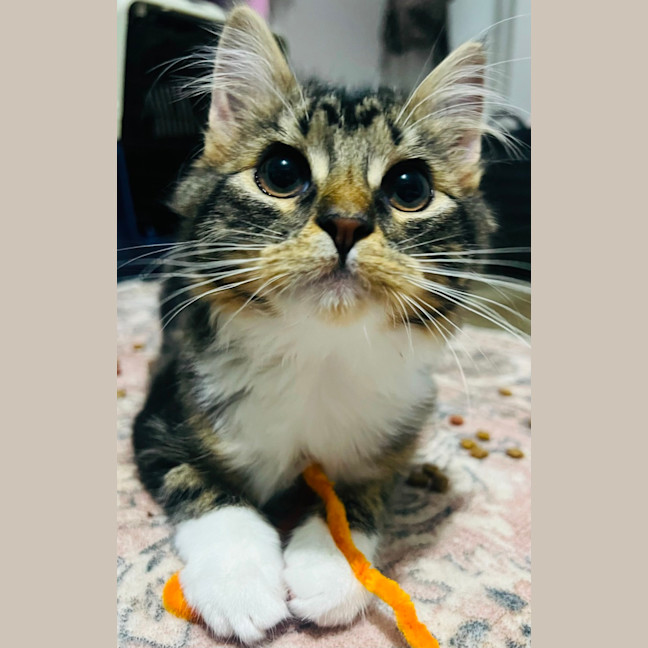 Photo of Morgan   Located In Grantville