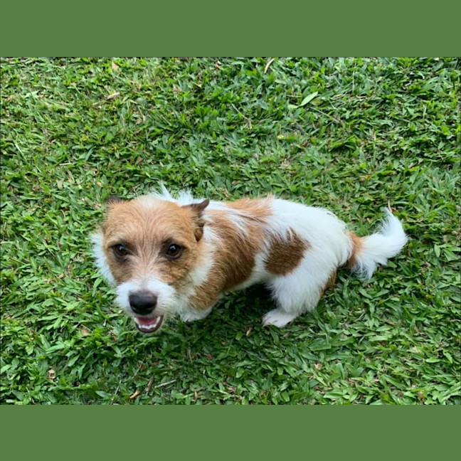 Photo of Scruffy