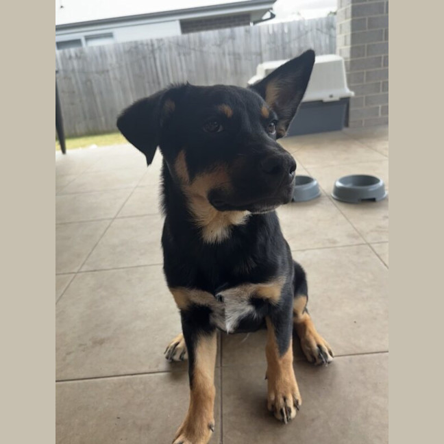 Photo of Hooch