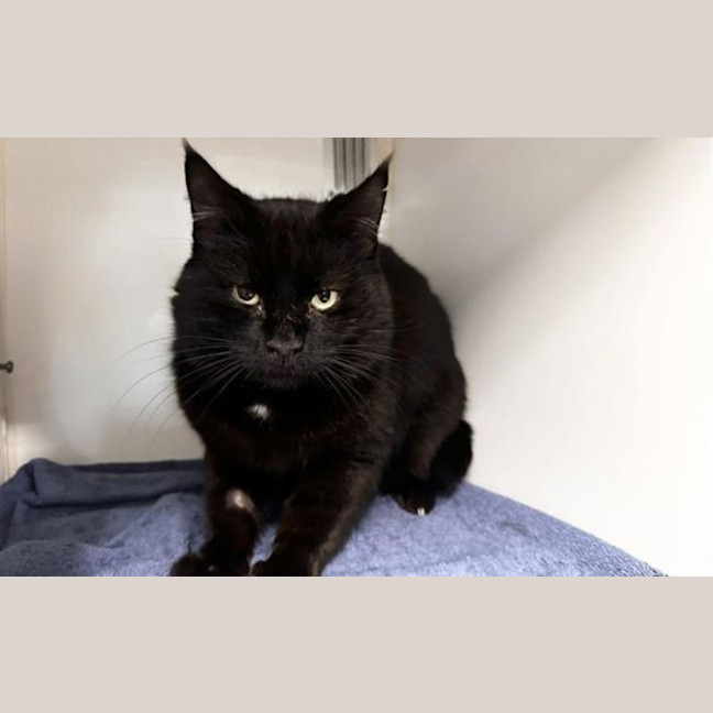 Photo of Shadow