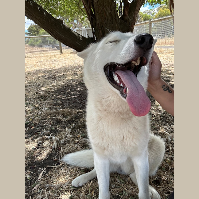 Photo of John Snow (Max)