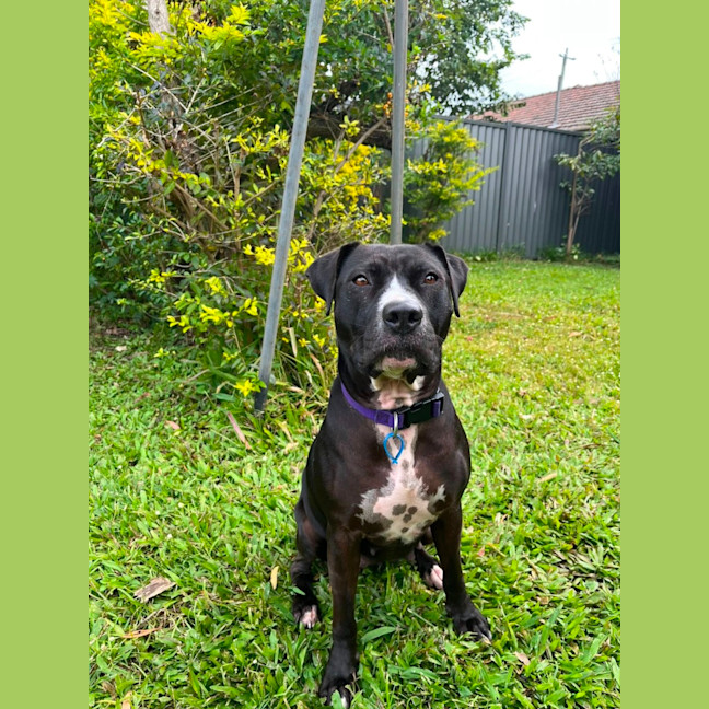 Photo of Estelle *$150 Adoption Fee*