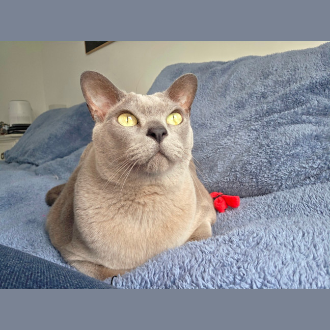 Photo of Chappy