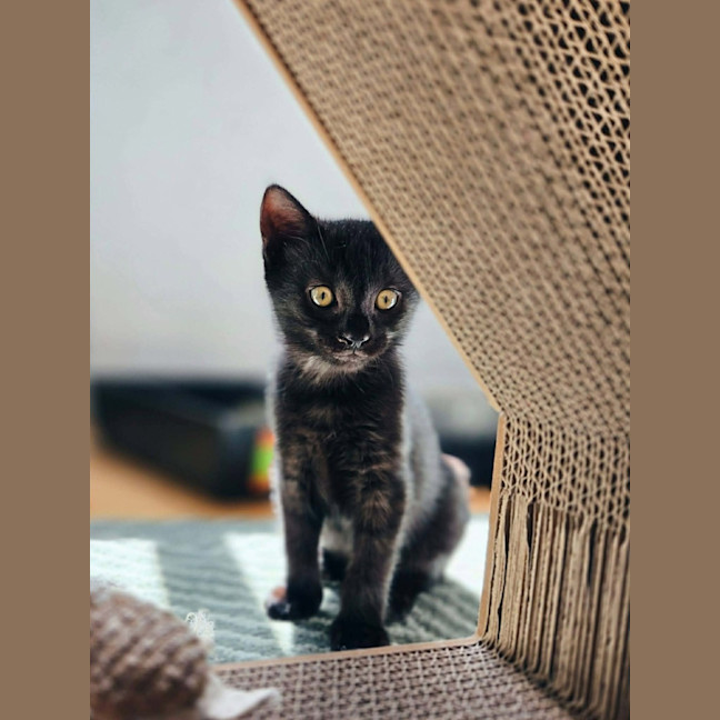 Photo of Decker   In Foster Care In Northcote