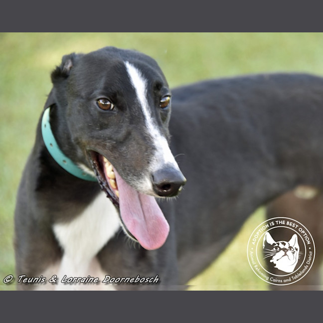 Photo of Logie (Balfe Street Boy)