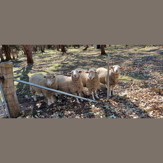 Photo of Big Mumma, Molly, Milton And Curley Shirley