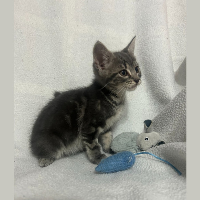 Photo of Norbert (Norbie)