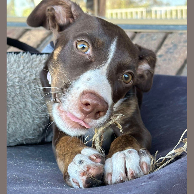 Photo of Turbo
