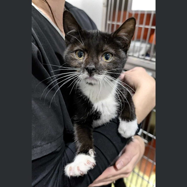 Photo of Hiccup (With Astrid)