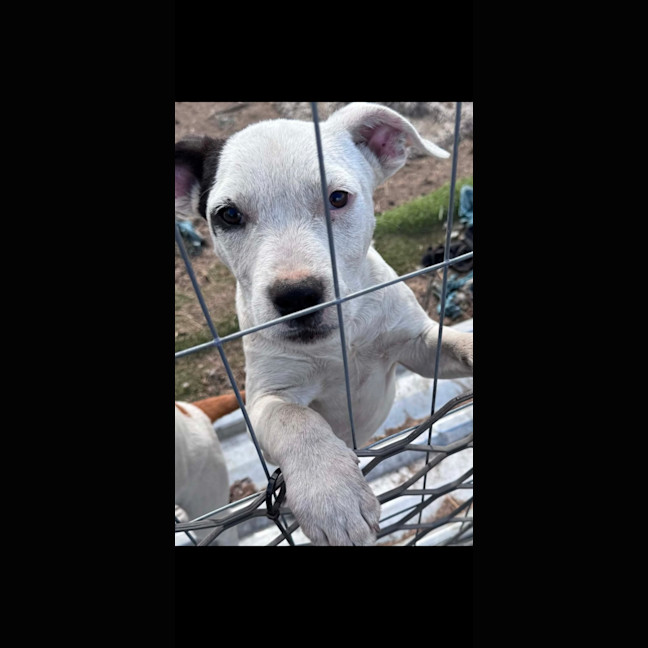 Photo of Apollo 