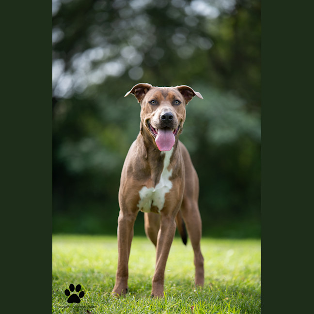 Photo of Sherlock