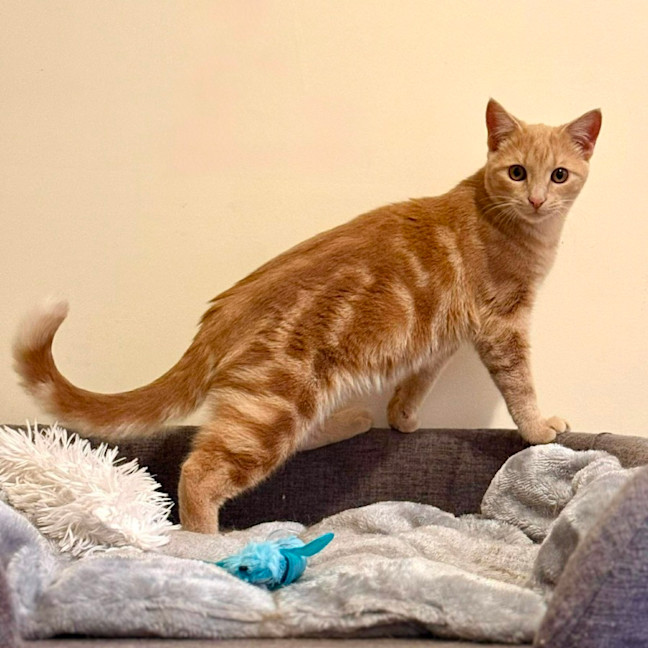 Photo of Simba   In Foster Care In Coburg