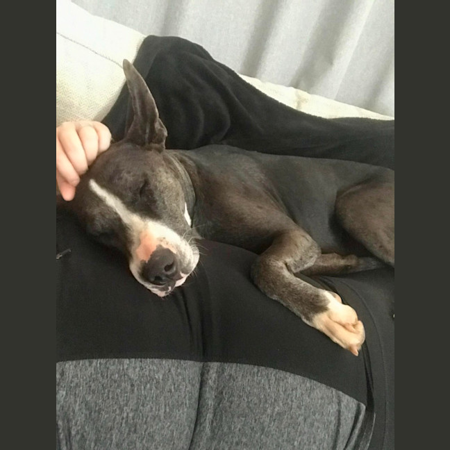 Photo of Huxley